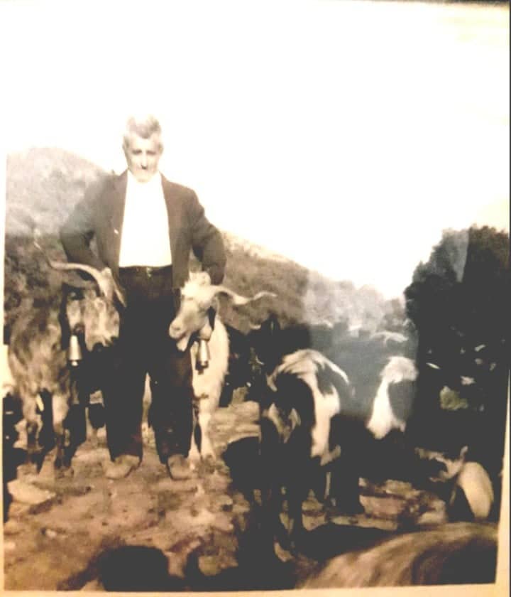 Ο παππούς μου Ζάγκας Νικόλας Μάρκος με το κοπάδι του